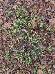 Harpagonella palmeri