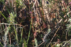 Argyrella canescens