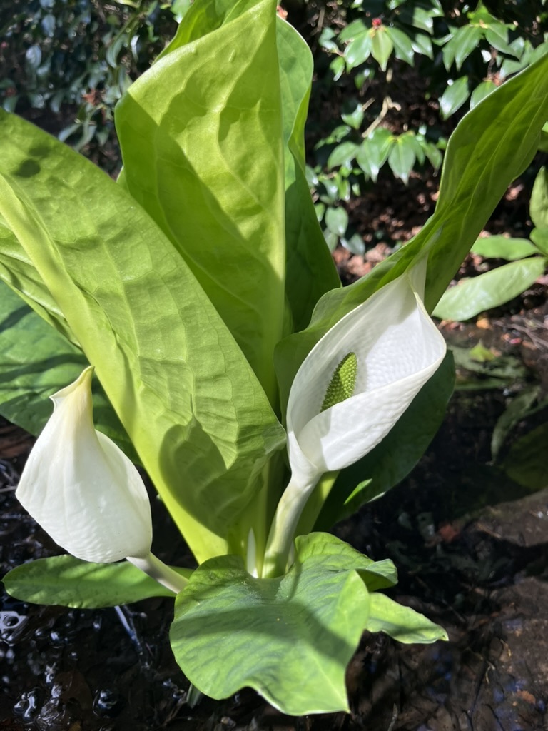 Asian Skunk-Cabbage (Lysichiton camtschatcensis)