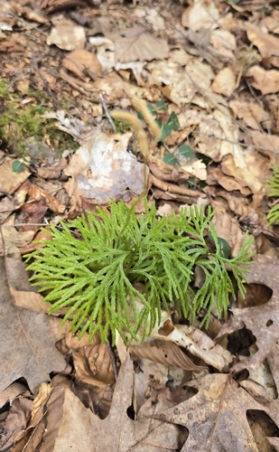 fan clubmoss