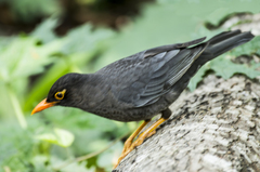 Indian Blackbird photo 2