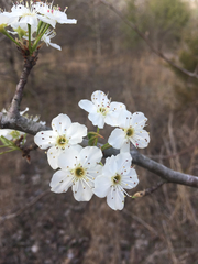 Pyrus calleryana