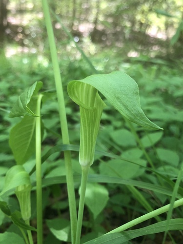 Florida Jack-in-the-pulpit (Arisaema acuminatum)