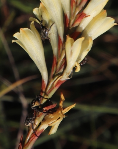 Image of Watsonia watsonioides by (c) Tony Rebelo, some rights reserved (CC BY-SA)