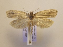 Proditrix gahniae