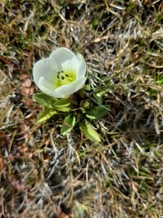 Gentianella amabilis