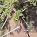 Acacia ehrenbergiana