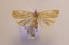 Planotortrix notophaea