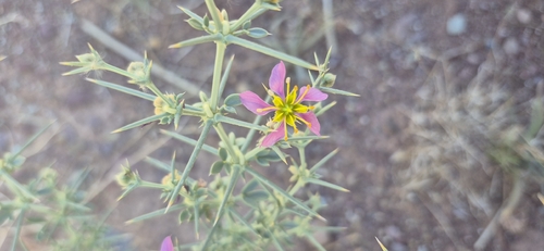 Fagonia zilloides