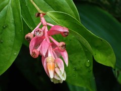 Image of Cavendishia quereme