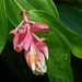 Cavendishia quereme - Photo (c) Eridan Xharahi, some rights reserved (CC BY), uploaded by Eridan Xharahi