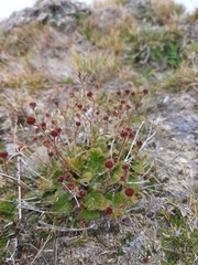 Geum leiospermum