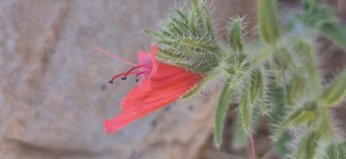 Echium horridum