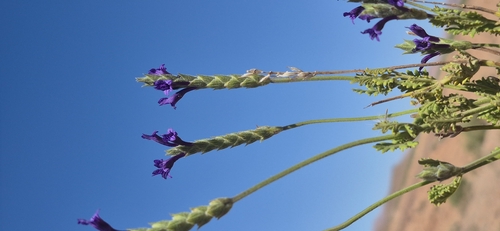 Lavandula mairei