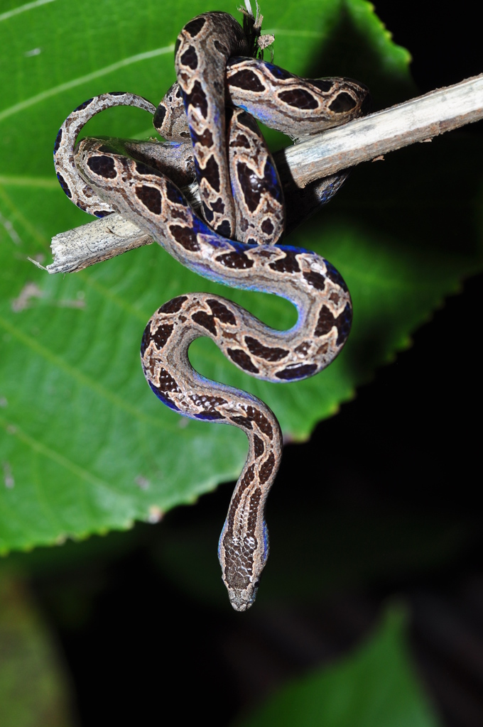 Boa Constrictor (Boa constrictor) · iNaturalist