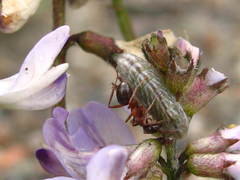 Glaucopsyche lygdamus