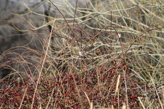 Zonotrichia leucophrys