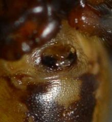 Steatoda hespera