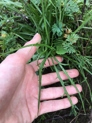 Microseris bigelovii