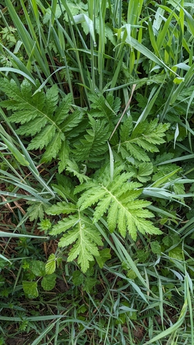 Tanacetum macrophyllum (Tanacetum macrophyllum)