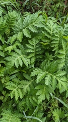 Tanacetum macrophyllum, photograph author not stated, no rights reserved