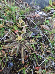 Plantago novae-zelandiae