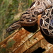 Ungaliophis panamensis - Photo (c) Alex Figueroa,  זכויות יוצרים חלקיות (CC BY-NC-SA)