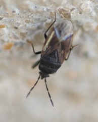 Drymus sylvaticus