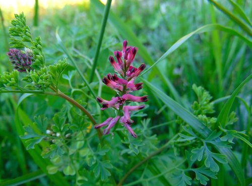 Dimnjača (Fumaria officinalis)