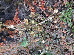 Ranunculus maculatus