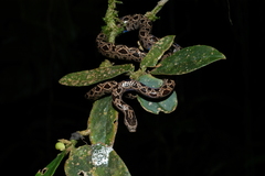Panamanian Dwarf Boa photo 4
