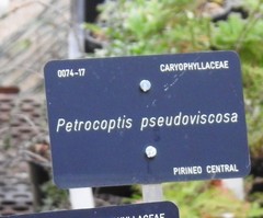 Petrocoptis pseudoviscosa