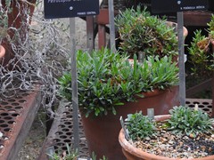 Petrocoptis pyrenaica