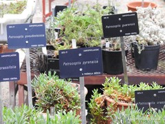 Petrocoptis guarensis