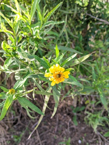 Pascalia glauca (Pascalia glauca)