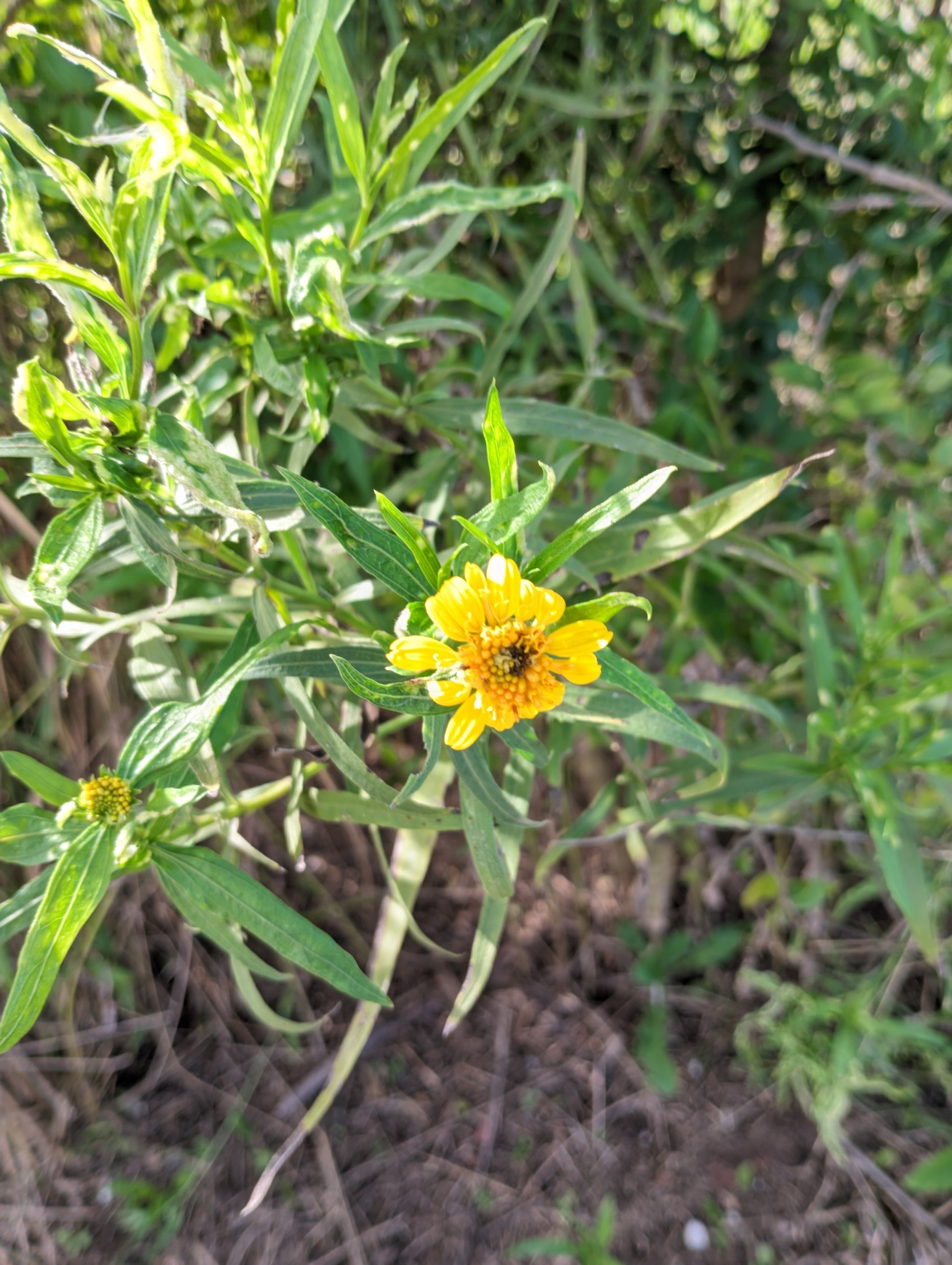 Pascalia Glauca (Pascalia glauca)