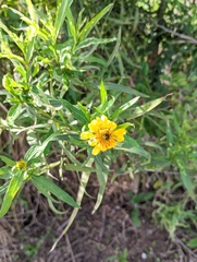 Pascalia glauca, photograph (c) Joaquín Krasuk, some rights reserved (CC BY)