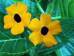 Thunbergia alata image