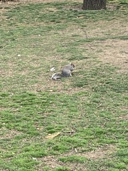 Sciurus carolinensis