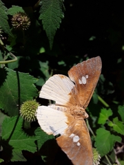 Synargis nymphidioides nymphidioides