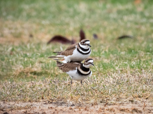 Chorlitejo culirrojo (Charadrius vociferus)