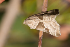 Plataea blanchardaria