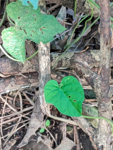 Aiea Morning Glory (Ipomoea grandifolia)
