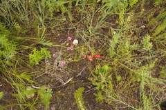 Gladiolus sempervirens