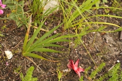 Gladiolus sempervirens