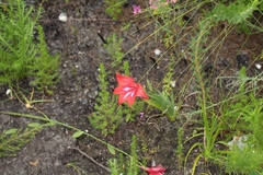 Gladiolus sempervirens