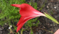 Gladiolus sempervirens