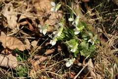 Viola alba