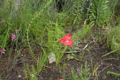 Gladiolus sempervirens