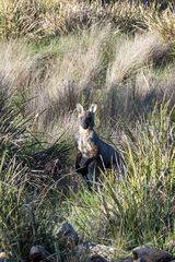 Osphranter robustus robustus